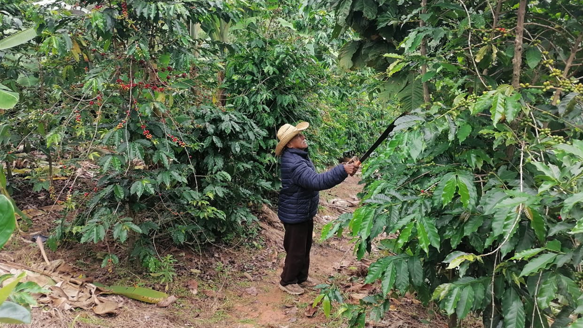 Abastecimiento de café en Guerrero, México - parte 2